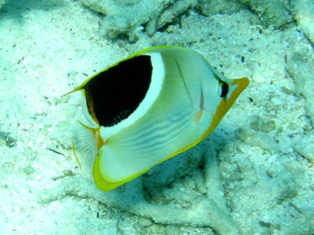 119- Chaetodon a selle 